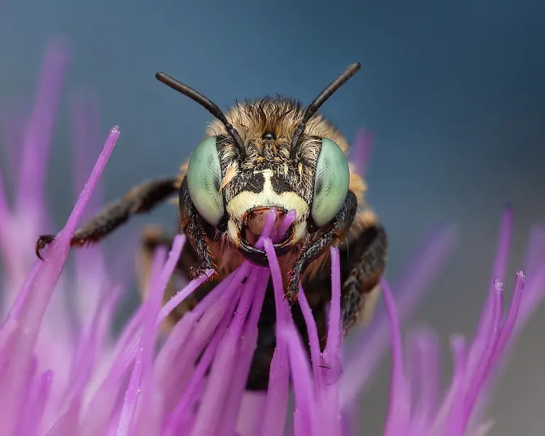 Finalist-Invertebrate Portrait-After the Rain-Rupert Lees-CUPOTY 7-WEB